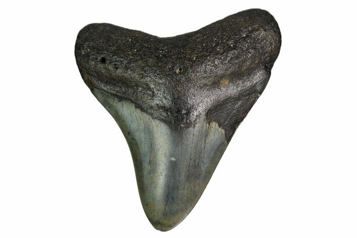 Bargain, Fossil Megalodon Tooth - North Carolina #152997